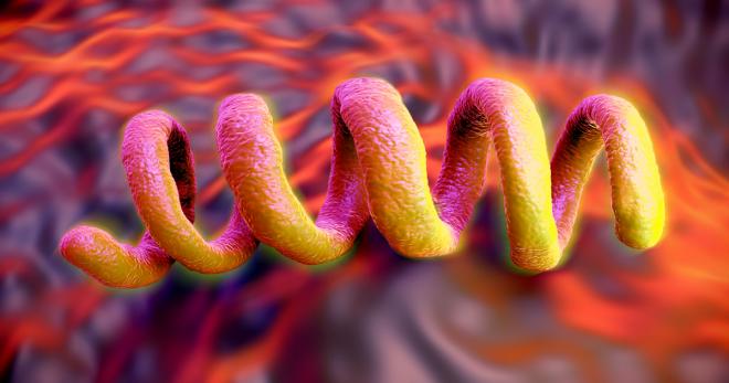 bacteria sifilis