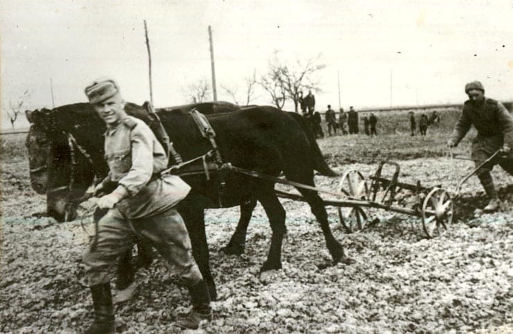 soldați sovietici lucrând pe câmp