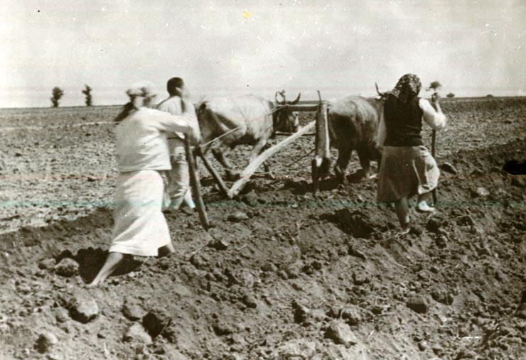 Ţăran arând pământul cu plugul de lemn
